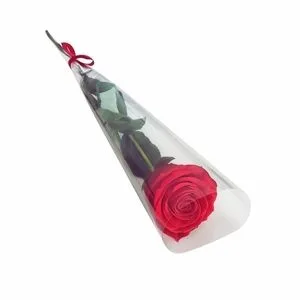 Botão de Rosa Colombiana (embalado)