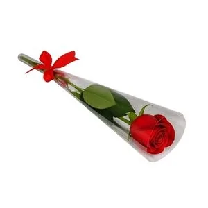 Botão de Rosa Embalado