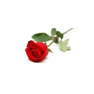 Botão de Rosa sem embalagem