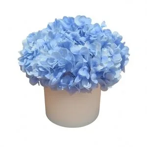 Box de Hortensias