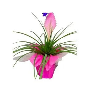 Bromélia Rosa