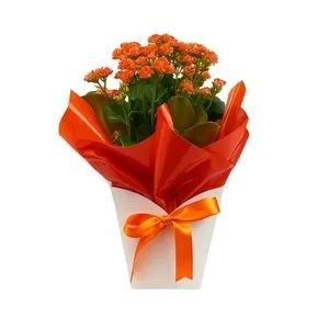 Kalanchoe Cachepo Papelão