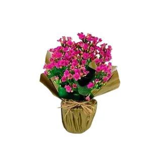 Kalanchoe Embalagem comum