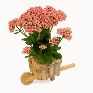 Kalanchoe no cachepot