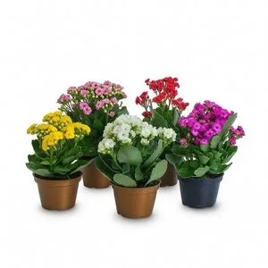 Kalanchoe sem Embalagem