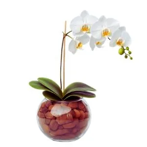 Orquidea Phalaenopsis BRANCA Cachepô Aquário
