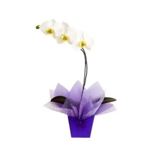 Orquídea Phalaenopsis BRANCA Cachepo de papelão