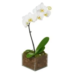 Orquidea Phalaenopsis BRANCA Cachepô Vidro (quadrado)