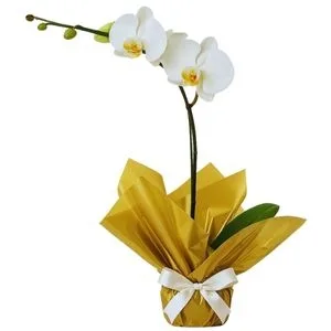 Orquídea Phalaenopsis Branca Embalada para Presente