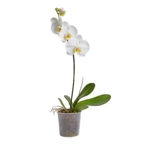 Orquidea Phalaenopsis BRANCA s/ Embalagem