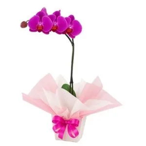 Orquídea Phalaenopsis ROXA Cachepo de papelão