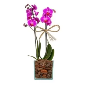 Orquidea Phalaenopsis ROXA Cachepô Vidro (quadrado)