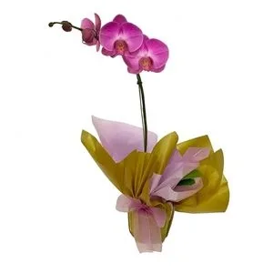 Orquidea Phalaenopsis ROXA Embalagem Comum