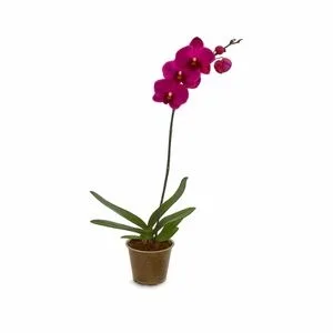Orquidea Phalaenopsis ROXA s/ Embalagem