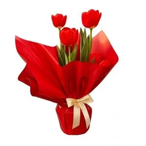 Tulipa embalada