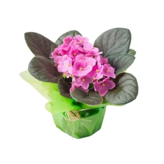 Violeta Artificial Embalada