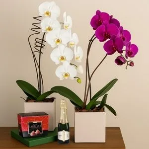 Kit - Bellas Orquídeas com Trufas e Chandon