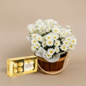 Margaridinha Plantada com Ferrero