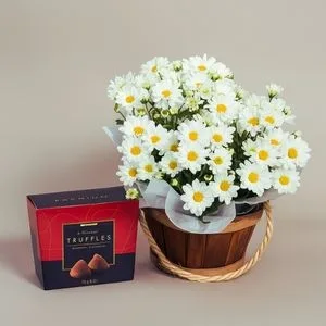 Margaridinha Plantada com Trufas Belgas