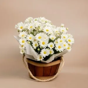 Margaridinha Plantada