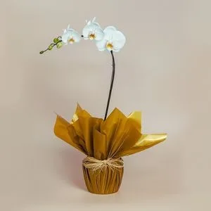 Orquídea Branca para Presente