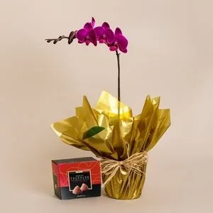Orquídea lilás com Trufas