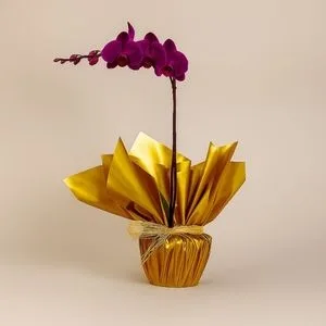 Orquídea lilás para Presente