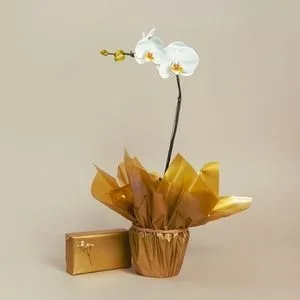 Orquídea para Presente com Bombom