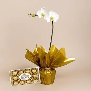 Orquídea para Presente com Ferrero