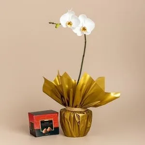 Orquídea para Presente com Trufas