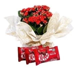 Encanto de Kalanchoe com KitKat