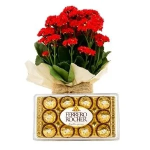 Kalanchoe com Chocolate