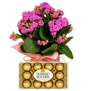 Kalanchoe Cor de Rosa com Chocolate