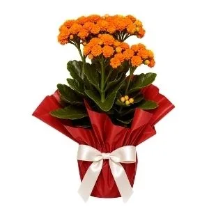 Kalanchoe Laranja