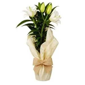 Lírio Branco Plantado.