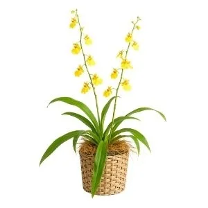 Orquídea Chuva de Ouro