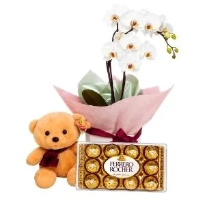 orquídea Phalaenopsis Branca com Chocolate e urso de Pelúcia