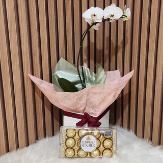 Orquídea Phalaenopsis Branca com Chocolate