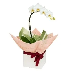 Orquídea Phalaenopsis Branca
