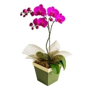 Orquídea Phalaenopsis Lilás