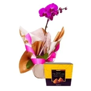 Orquídea Phalaenopsis Pink com Chocolate