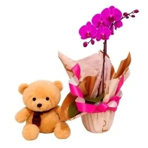 Orquídea Phalaenopsis Pink com Pelúcia