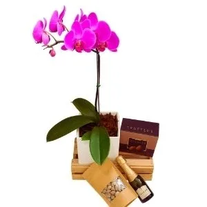 Orquídea Phalaenopsis Pink, Trufa Belga, Pistache e Baby Chandon