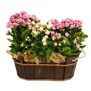 Trio de Kalanchoe