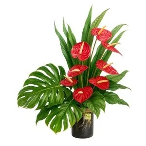 Arranjo Tropical