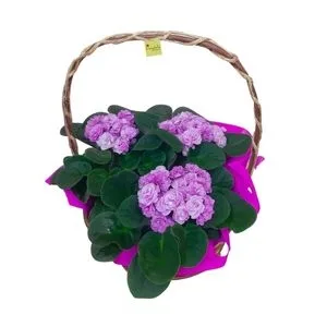 Cesta Violeta