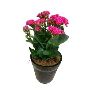 Flor da Fortuna Decorada na Base de Vidro