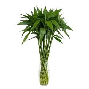 Luck Bambu Unitário