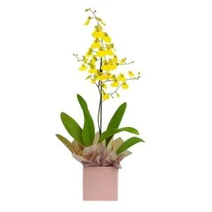 Orquídea Chuva de Ouro na Caixa Box