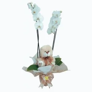Orquídea Fofura